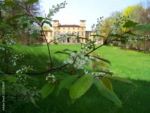 Photo: flowers and old palace flowers and old palace