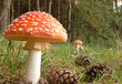 toadstool