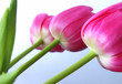 3 tulpen