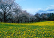 frühling