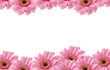 pink flowers border