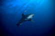 oceanic white tip