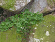 0757 - plante "nombril de venus" 0757 - plante "nombril de venus"
