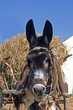 Photographie : donkey at a farm in portugal