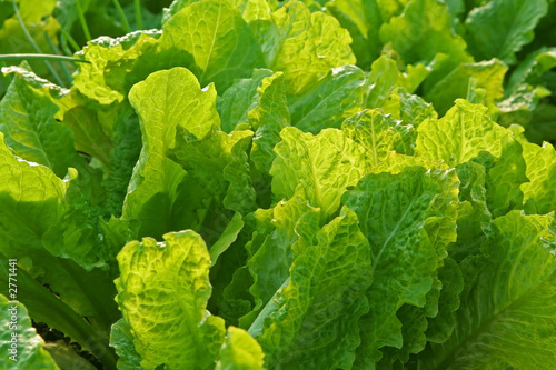 Photo: salad salad