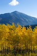 mt. silverheels with aspenglow (colorado)