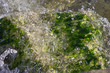 the in moss mole stone