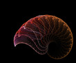 snail shell