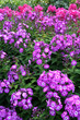 phlox