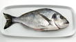 gilthead