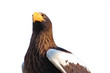 wild bird wild bird