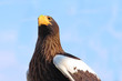 wild bird against blue sky wild bird against blue sky