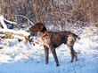 pointer / hunting dog in snow