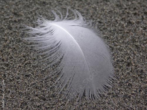 feather on sand feather on sand