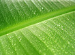 rain drops on banana leaf