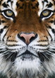 a tiger