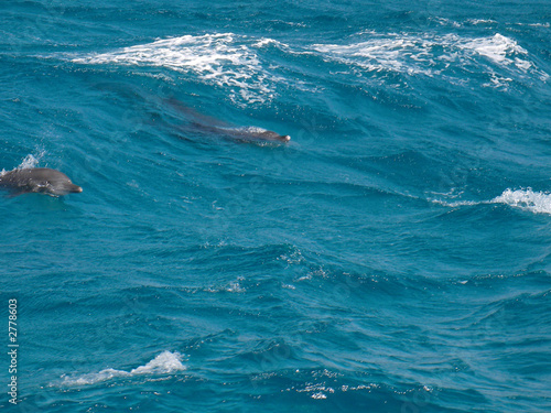 Foto: wild dolphins in the blue water of red sea wild dolphins in the blue water of red sea