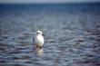 möwe