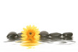 spa stones and daisy