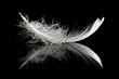 feather on black