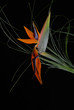 bird flower