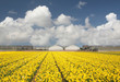 daffodil field