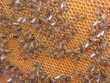 bees