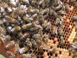 the bees