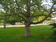 the big tree