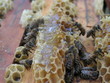 the bees