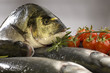 gilthead
