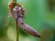 exuvia exuvia