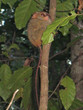 tarsier in a jungle tree, manado, tangkoko reserve, sulawesi isl