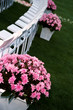 wedding chairs