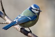 blue tit