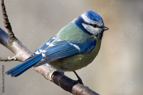 blue tit