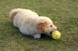 nice dog