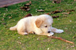 small dog