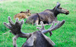 resting family of moose