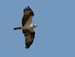 osprey in flight