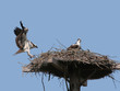 honey i'm home (osprey landing)