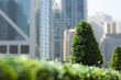 Photo: plants in the city plants in the city