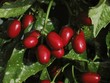 red fruits