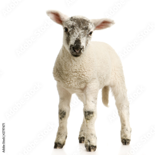 agneau agneau