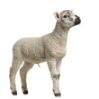 agneau