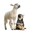 begre allemand et agneau begre allemand et agneau