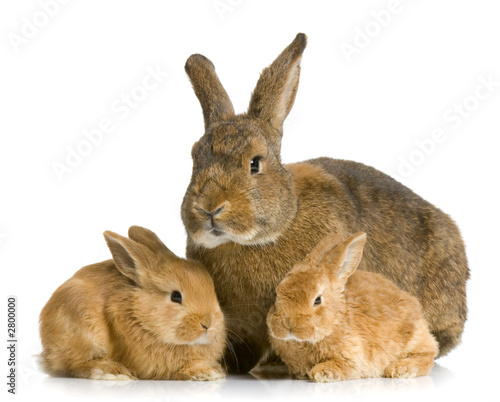 lapine et ses lapereaux