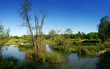 lake by wood