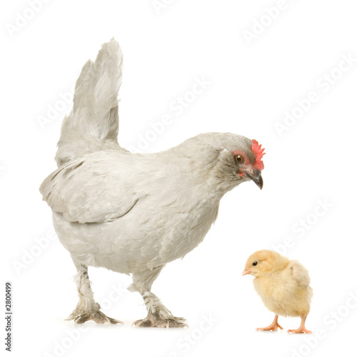 poule et son poussin