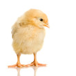 Poussin